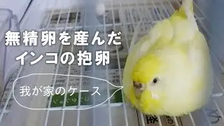 無精卵を産んだインコの抱卵期。我が家のケースをご紹介【インコと暮らすvol.008】Budgerigar