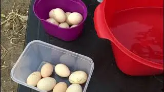 Mostrando se o ovo está galado  ou não.