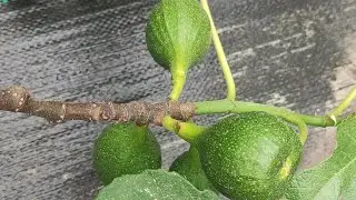 Figi jak wystartowały, niedługo dojrzeją owoce, nowości oraz figi z nasion jak podrosły😃😃🌱🌱