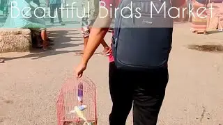 How Friday Bird Market Gets Oriented in the Early Morning? K's Street Shots #birdmarket #birdlovers