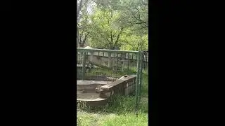Panda takes a tumble while sitting on a chair
