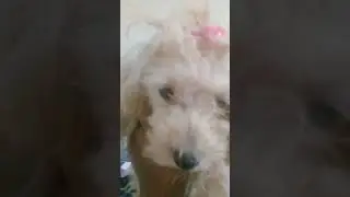 Larinha vendo a portela entrar e com freio no p&eacute; Virada mam&atilde;e disse que