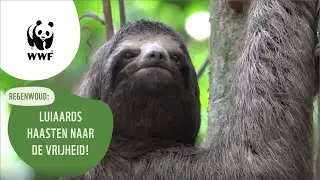 WWF kort: Luiaards haasten naar de vrijheid