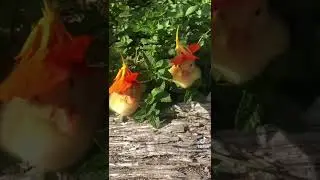 Ducklings With Hats #shorts #cuteanimals #cute #sweet #adorable #duck #duckling #baby #sleepy #hats