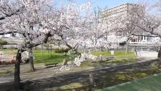 ALIGN M480L G3 GIMBAL TEST5   (cherry blossom)