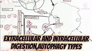 Extracellular And Intracellular Digestion,Autophagy Types/Significance