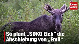 So plant &bdquo;SOKO Elch&ldquo; die Abschiebung von &bdquo;Emil&ldquo; | krone.tv NEWS