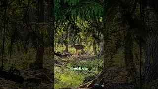 Scottish Stag #stag #reddeer #nature #wildlife #scotland #wilderness #explore #adventure