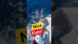 Giant Blue Marlin Release - #fishing #fishingvideo #fishinglife