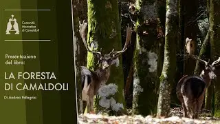La foresta di Camaldoli