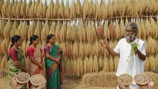 ఈ ఆలయంలో రోజూ కొత్త బియ్యం! విజయ రామ్ చెప్పిన 365 రకాల దేశీ వరి రహస్యం 😱