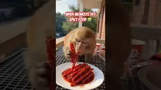 When Monkeys Try Spicy Food #trending #funny #shorts