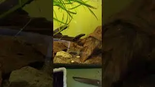 Electric eel tong feeding (Electrophorus varii)