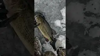 First Ice & Double Digit Fish! #ice #fishing #pike