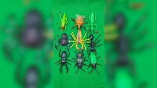 Dairy Milk Asmr is live Black Spider 🕷️Yellow Spider Green Praying Mantis Black Scorpion 🦂Striped