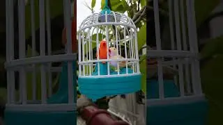 Cute birds toys asmr