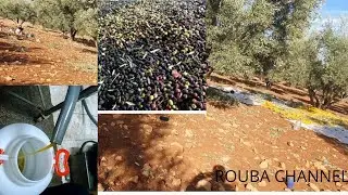 شاركت معكم عملية إسقاط الزيتون وطريقة عصره بضواحي مدينة البهاليل