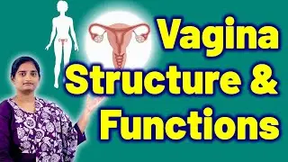 Female Reproductive System Structure & Function Internal and External Genitalia Treatment Homeopathy