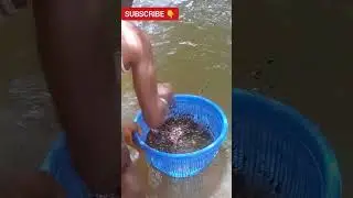 How To Process Breadfruit After Harvest (Isachasi Ukwa Rere Ere)