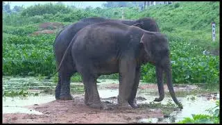 Deepor Beelor Paare Paare_Song on Conservation_ Ibson Lal Baruah