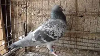 PALOMAS JANSSEN