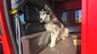 Husky Recovers So Well He's Taken Back Early!