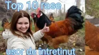 Top 10 rase de găini pentru &icirc;ncepători ( ușor de &icirc;ntreținut)