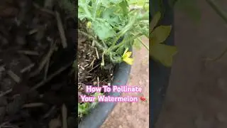 No Bees🐝?? No Problem! Hand Pollinating Watermelon 🍉✨