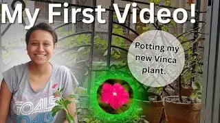 Potting My Pink Vinca | My First YouTube Video