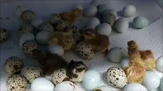 Tips for breeding and raising quails (english)