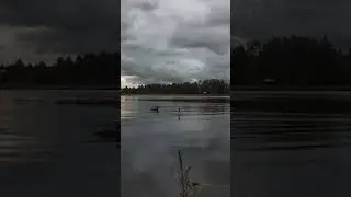 #asmr #fishing #поклевка #поплавок #рыбалка #fishingvideo #плотва #fishingasmr #лещ