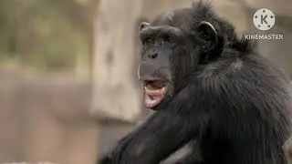 monkey free stock footage and relaxing music