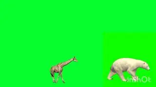 Wildlife Animals Stampede Running And Walking | Best HD Animals Green Screen | Stampede Green Screen
