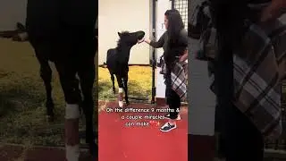 Watch my premature foal grow #horse #babyanimals #farmlife