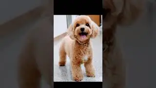 Cute Poodle puppy's 🐕🐕😍#shorts #video #viral