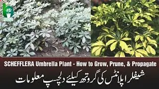 Schefflera Umbrella Plant Care 🌿 | How to Grow, Prune & Propagate Easily