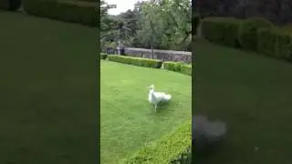 A white peacock is opening his features