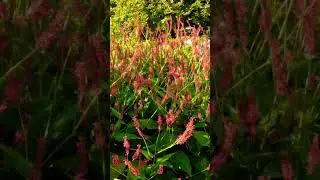 Persicaria #garden #plants #flowers