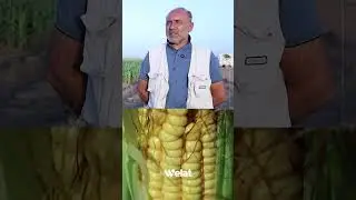 Ji bo peydakirina &ecirc;m&ecirc; sewalan cotkar&ecirc;n D&ecirc;rik&ecirc; dest bi &ccedil;andiniya Garis kirine