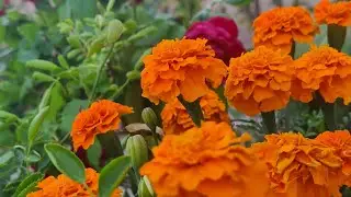 Sabhi pareshaniyon ko bhul jaati hun jab main apne terrace garden mein aati hun happy gardening 😊😊💚💚