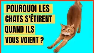 Pourquoi les chats S'ÉTIRENT lorsqu'ils vous voient ?