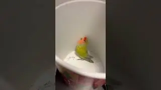 ちょんなコザクラインコ