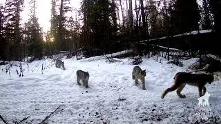 Adorable! Lynx Family of 4 Walks in Winter Forest at Sunrise - Captured on Trail Cam!