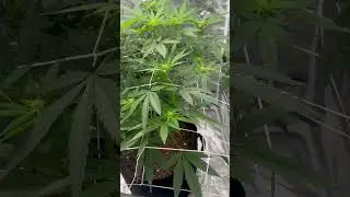 Jet Fuel Gelato week 2 of flower #acinfinity #grow #vivosun