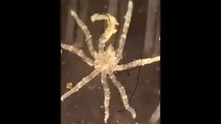 97- Tanystylum sp.