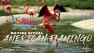 American Flamingo Mating / Mandai Bird Paradise