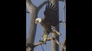 LakeCasitasEagles~Whale of a Fish For Fledglings; Watch Dad Feed~7.10.23