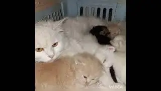 Persian Cat With Her Kittens #petsshorts