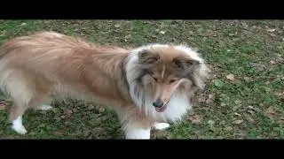 плюсы минусы породы колли pros and cons of the collie breed 牧羊犬品种的利弊