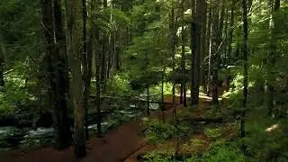 Forest Ambience - 1 Hour - Nature Sounds for Sleep, Studying and Relaxation